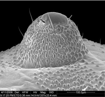 Media type: image;   Invertebrate Zoology 134690